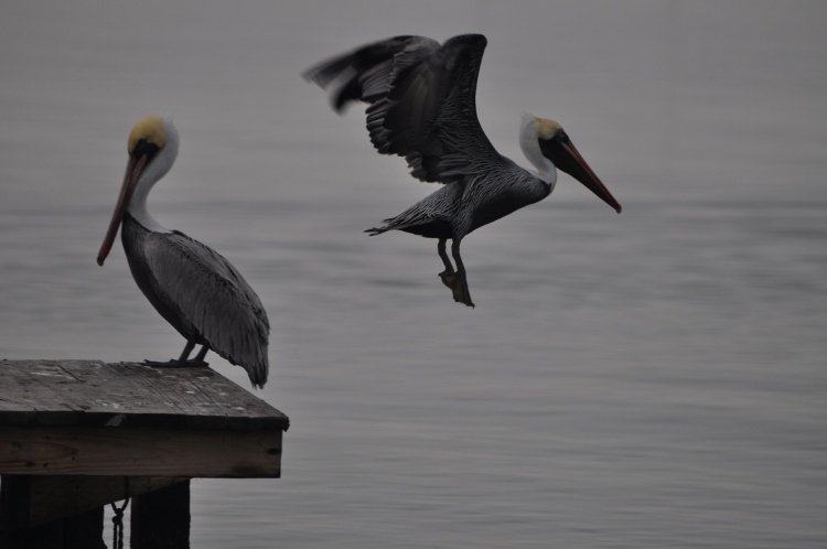 galveston waters in fog